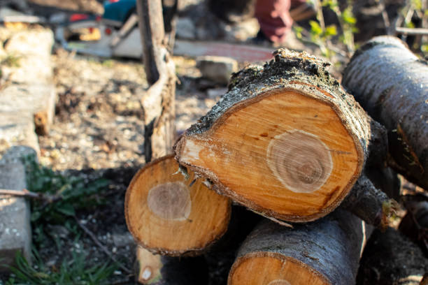 Haverhill, MA Tree Care Company