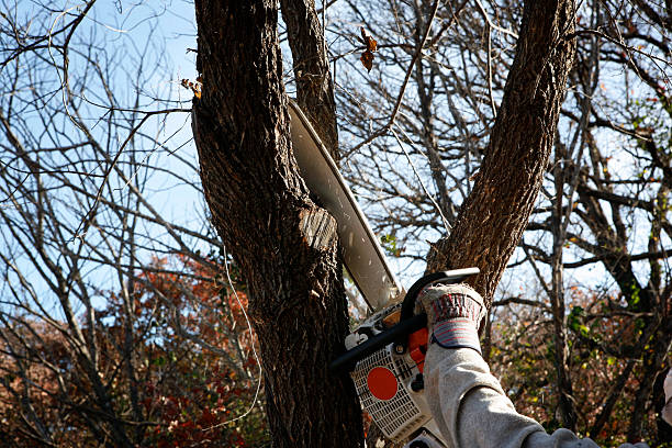 Best Hazardous Tree Removal  in Haverhill, MA